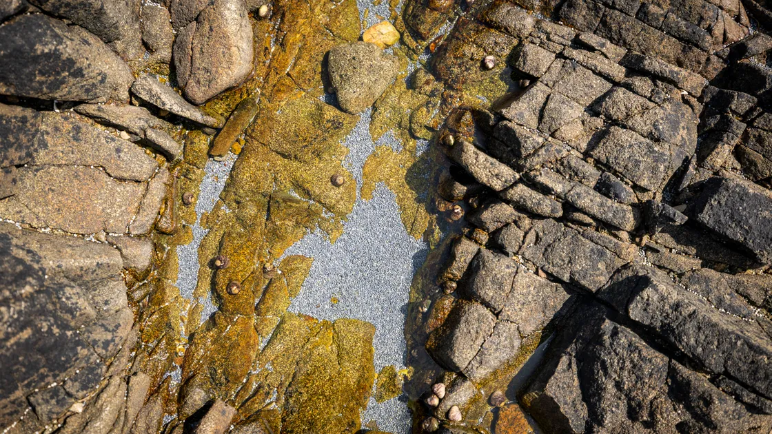 Lead pellets in rock pools behind the Portinfer shooting range