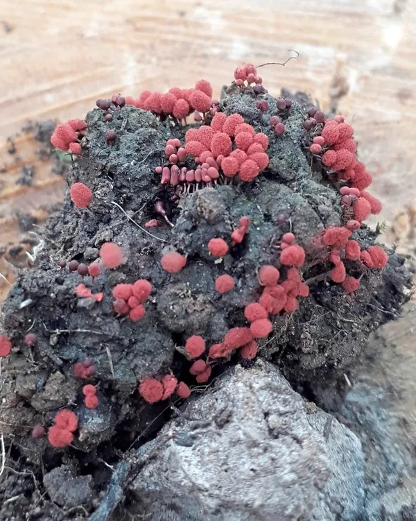 Arcyria denudata (cotton candy slime mould) fruiting body