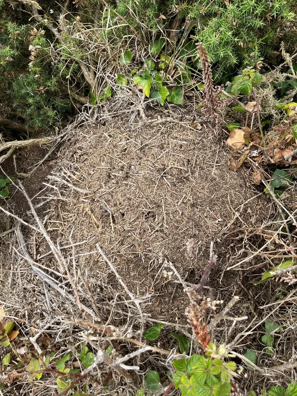 The only surviving populations in the British Isles are found in the Channel Islands, specifically on the south-coast cliffs of Guernsey, and the cliffs of Jersey.