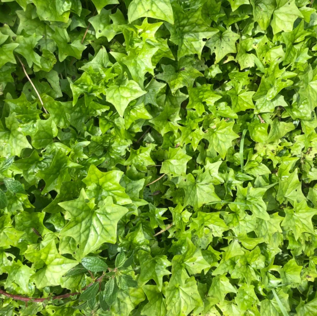 Cape ivy. An even newer introduction to the island, first being recorded in 1974. If is now found in large patches all over the island and is increasing every year. It spreads by creeping and climbing and can grow from a tiny fragment of stem or root