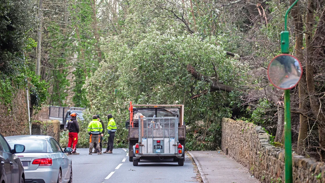 This huge tree fell across Colborne Road damaging a wall and blocking the road. (Picture by Peter Frankland, 33852346)