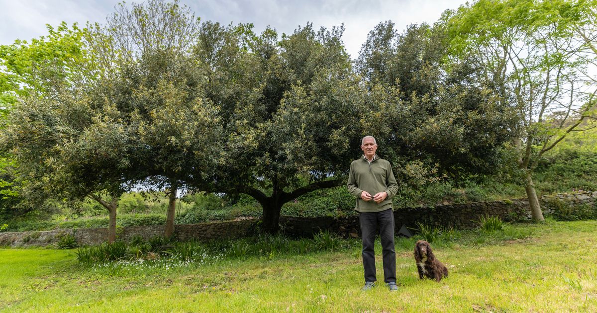 Trees for Life could lobby States to protect trees and hedges