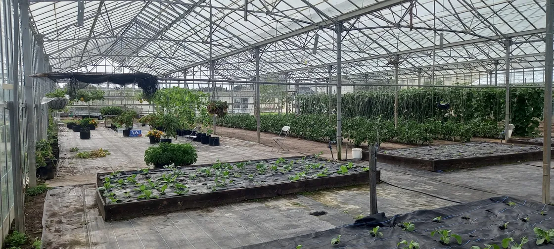 Most of the greenhouses are given over to food production for the prison