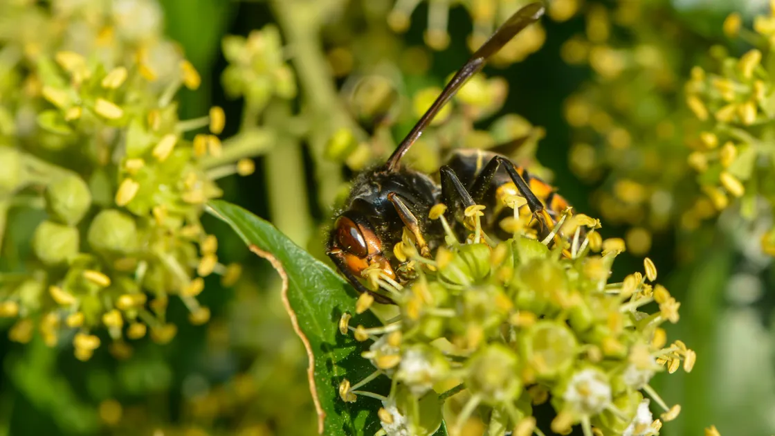 An Asian Hornet. (Picture by Shutterstock)