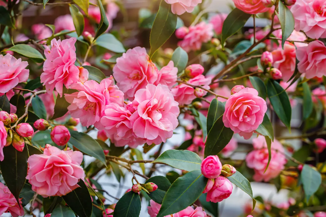 Camellias