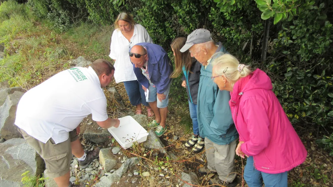 Nature Guernsey's Andy Marquis shows visitors to the event some of the bay's inhabitants, including the scaly cricket. (28611586)