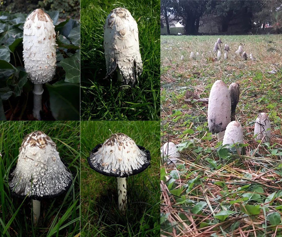 Shaggy inkcap (Coprinus comatus) photographed at various stages of maturity