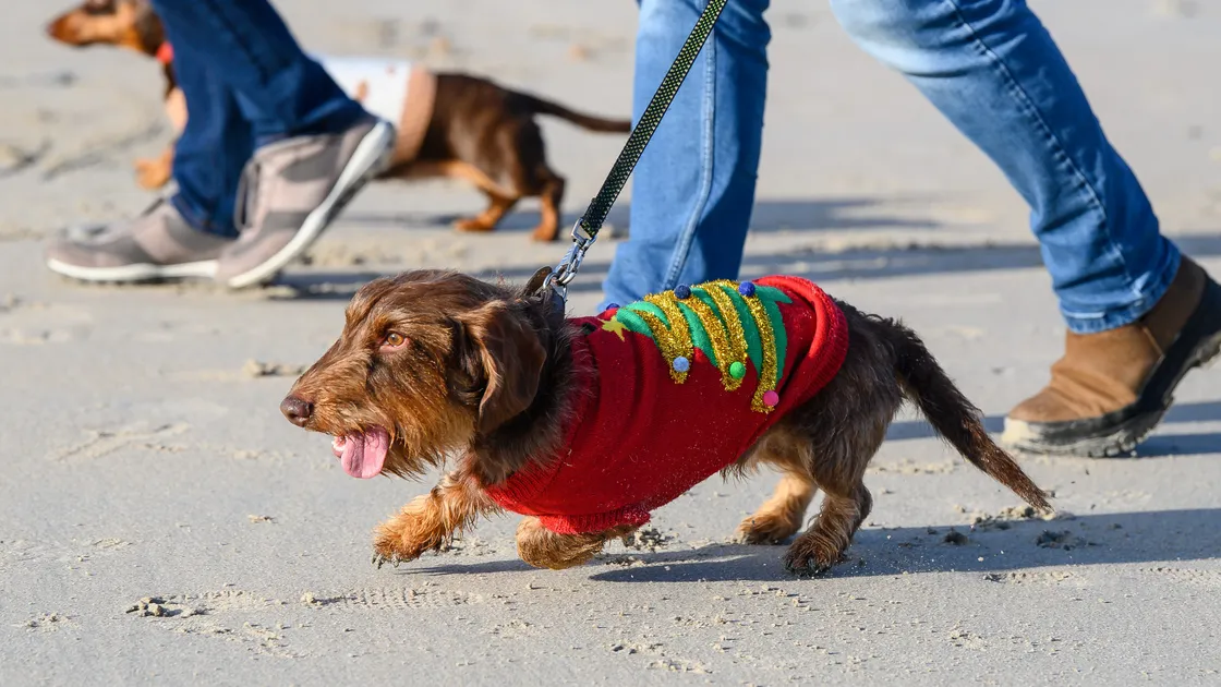 Dachshund through the... sand