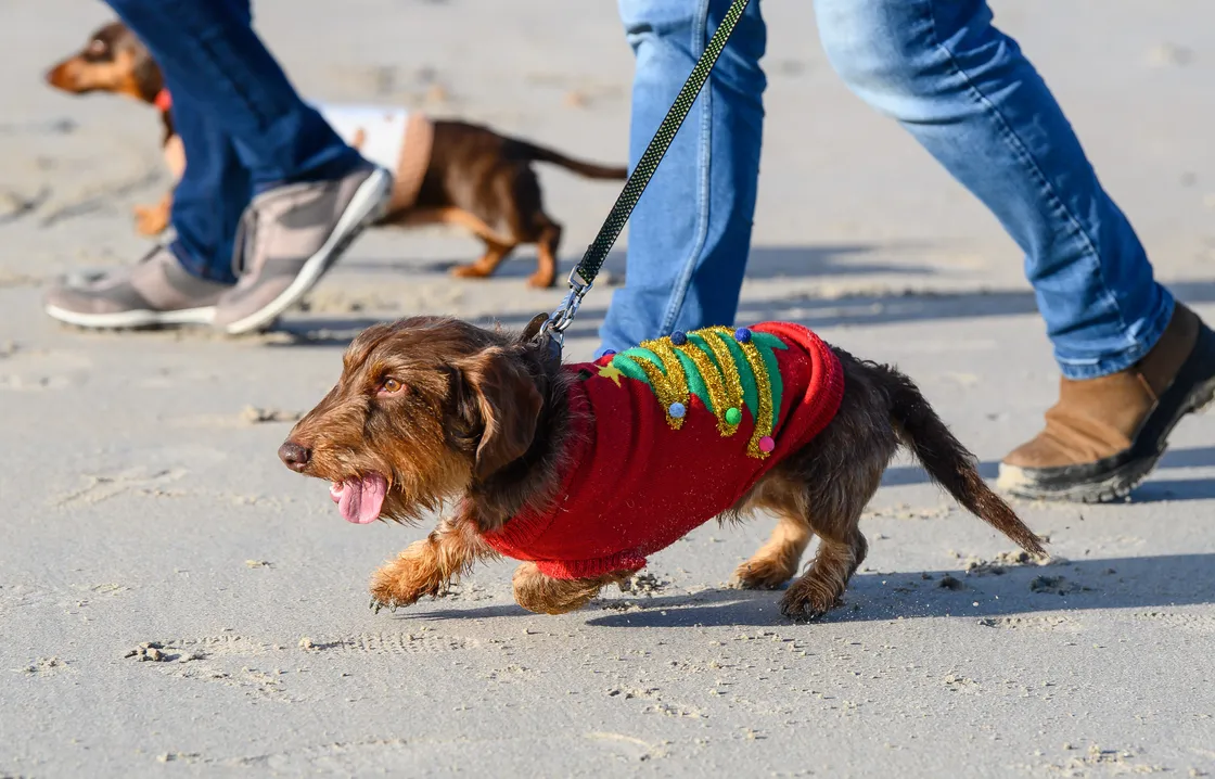 Dachshund through the... sand