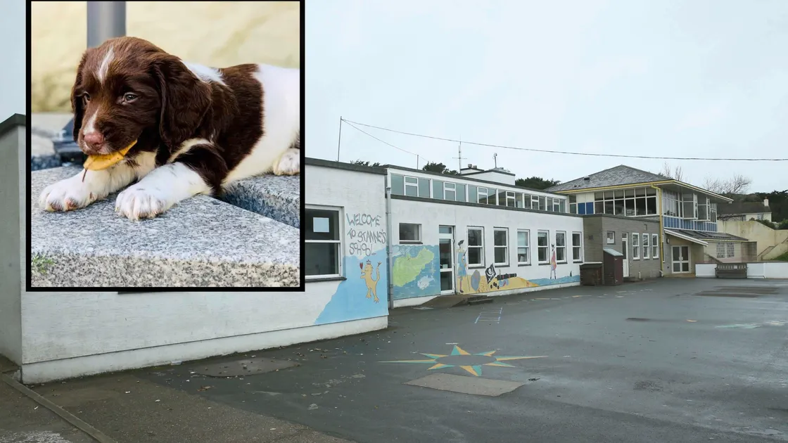 St Anne’s geography teacher Angela Etheredge has suffered a severe allergic reaction to the Alderney school’s new therapy dog Stanley, inset, who started there last week. (Main picture by Adrian Miller, 26402929)