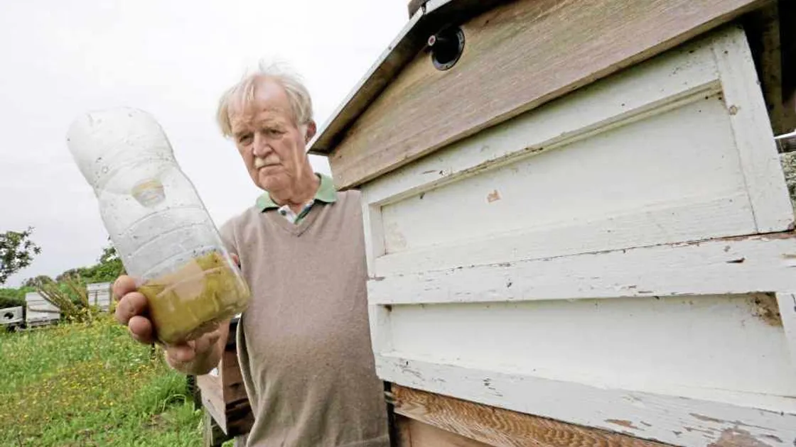 Asian hornets sighted close to Torteval Church