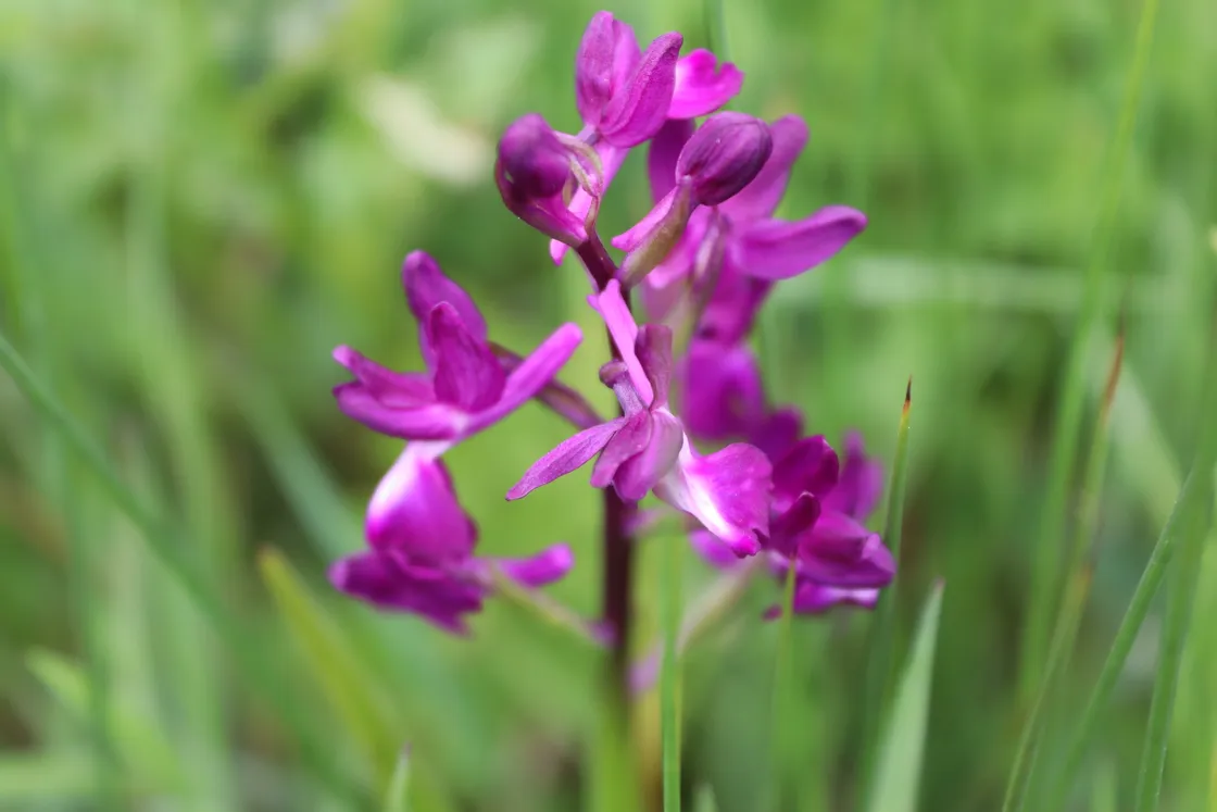 orchid
