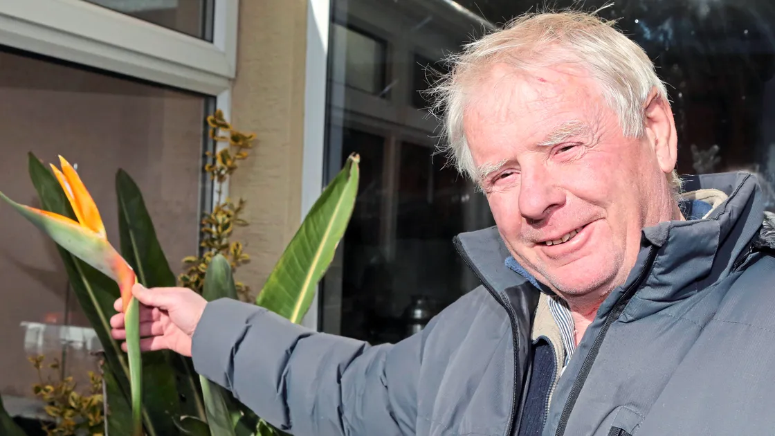 Defying nature. Mike Adams with his bird of paradise plant, which keeps flowering even though it’s not suited to the island’s cold climate.                    (Picture by Steve Sarre, 20604425)