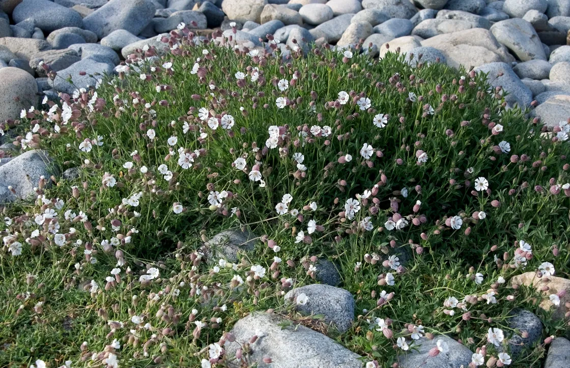 Sea campion/Silene uniflora. 						                               