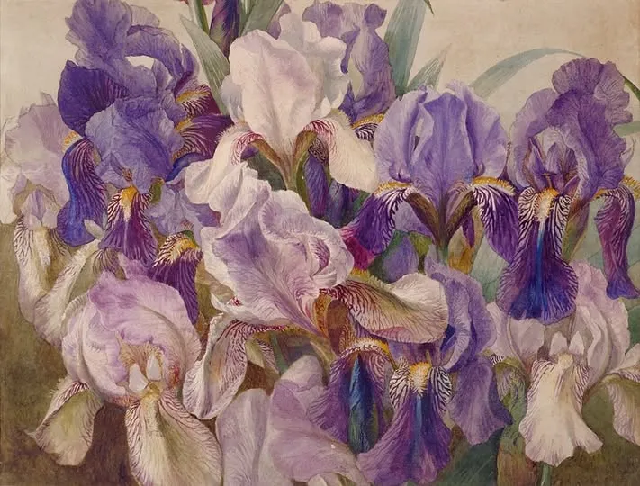Bearded Irises by W J Caparne (1855-1940). 		