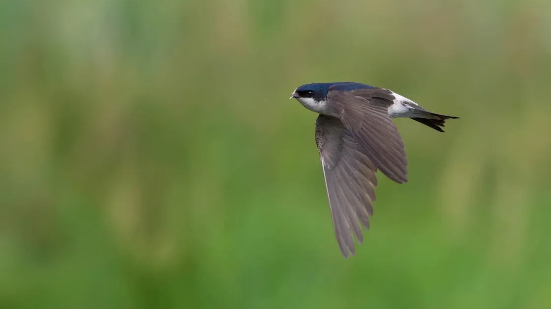 House martin. (Pictures by Shutterstock)