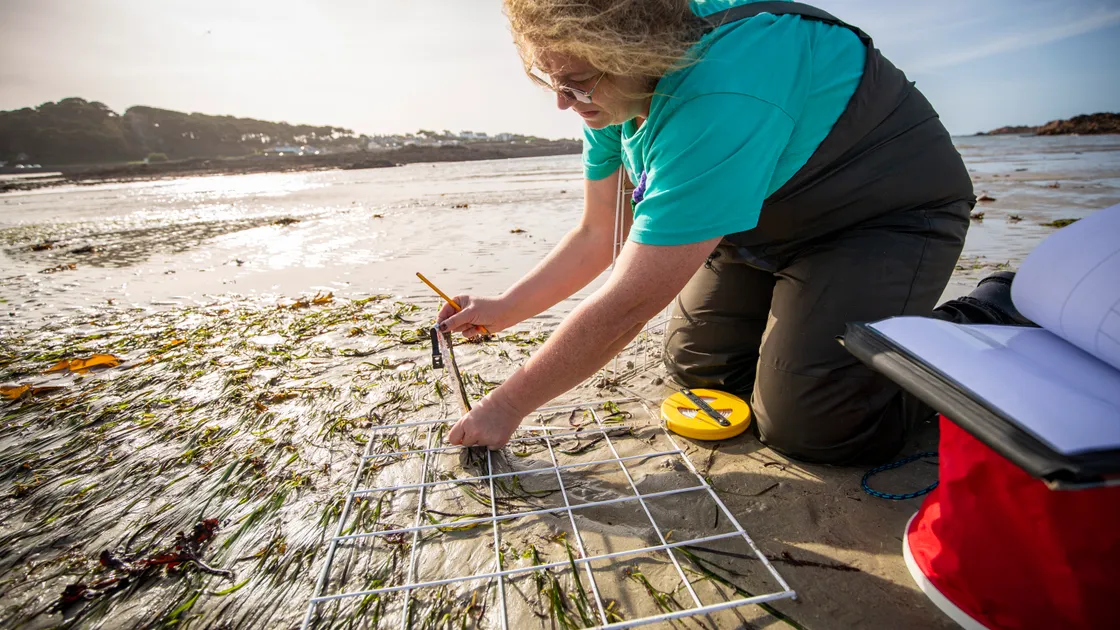 Eelgrass public survey at Salerie on Saturday