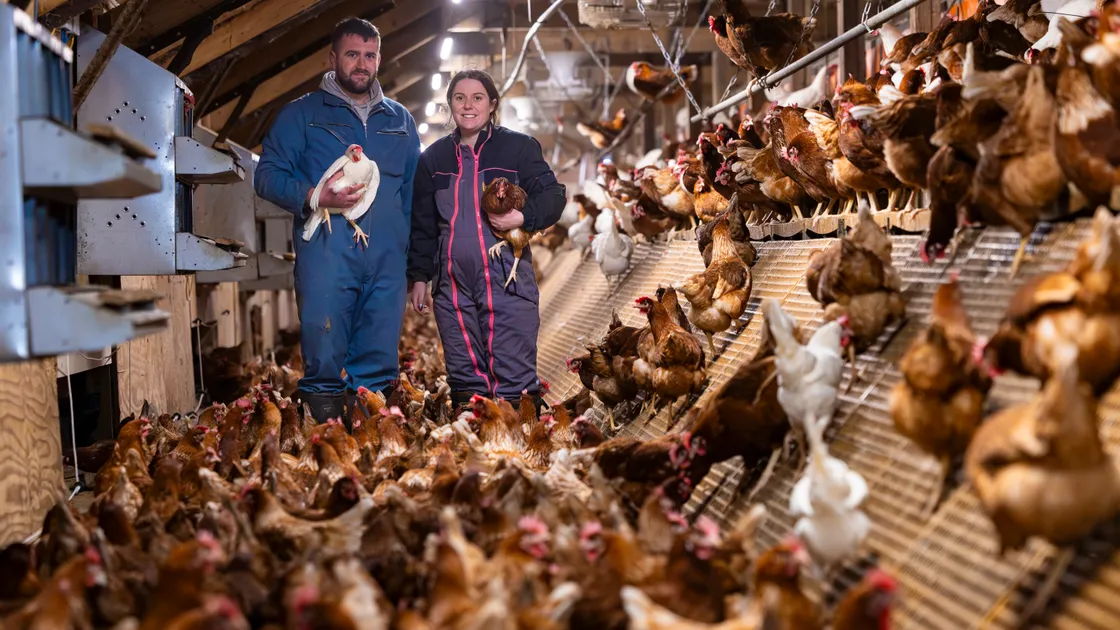 The Rihoys currently provide about 60% of the eggs sold in shops on the island and 20% of the wholesale market, supplying around 30 restaurants