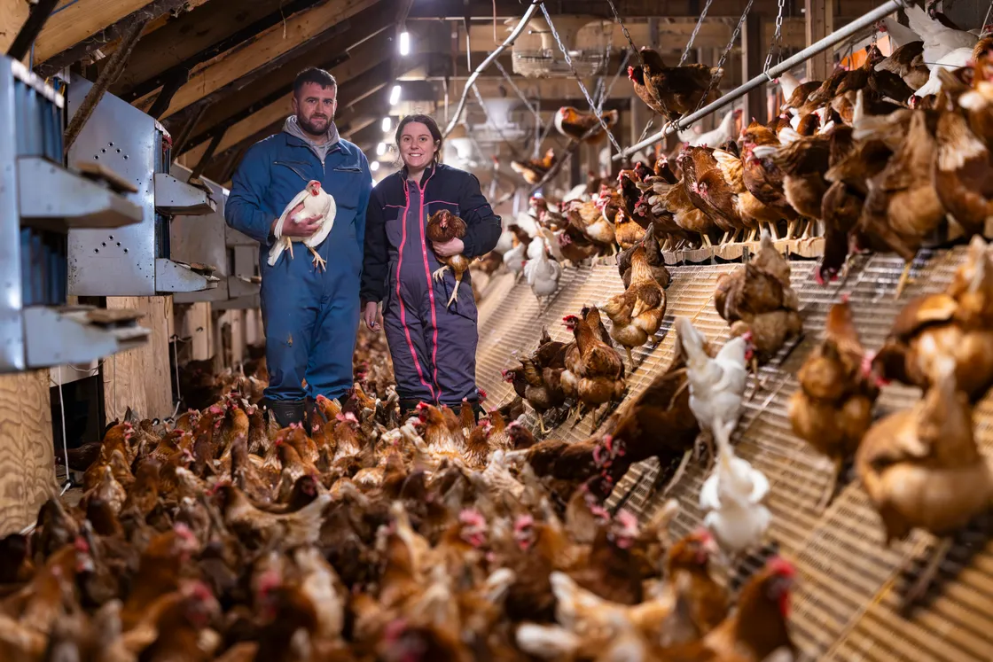 The Rihoys currently provide about 60% of the eggs sold in shops on the island and 20% of the wholesale market, supplying around 30 restaurants
