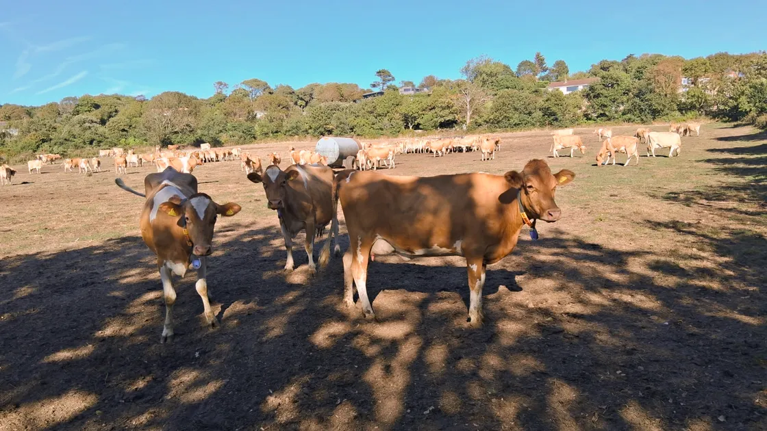 Mr Dorey said 2026 was the second dry summer in a row, which meant that Guernsey farmers were not starting from a good position this spring.