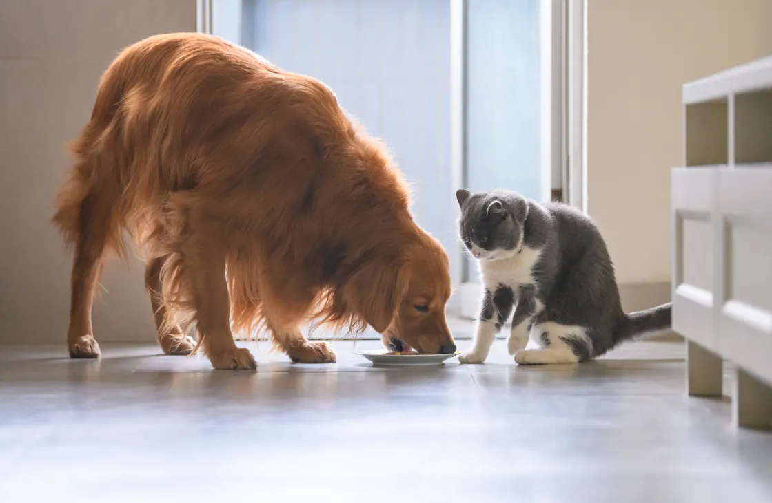Dogs are natural foragers