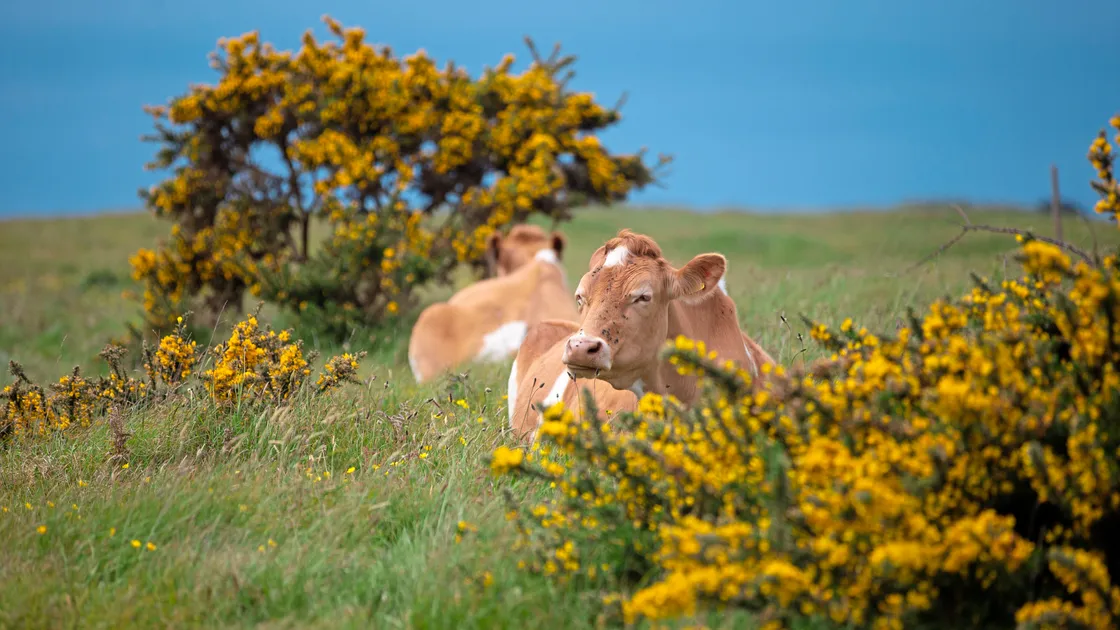 The steers which make up La Societe’s conservation herd are back among the gorse at Bunker Hill on L’Ancresse Common. (Picture by Peter Frankland, 33189764)