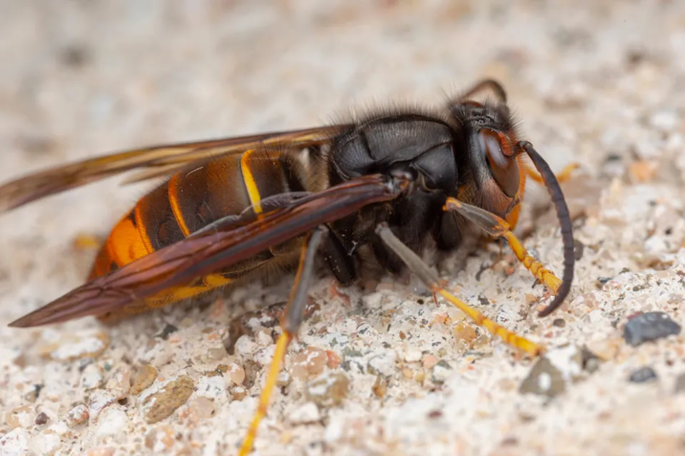 Asian hornet (Vespa velutina)