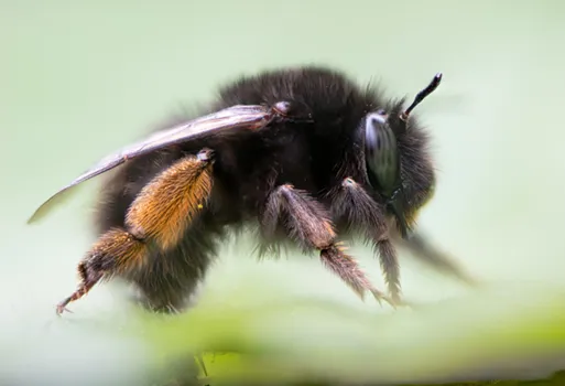 Hairy-footed flower bee (Anthophora plumipes)
