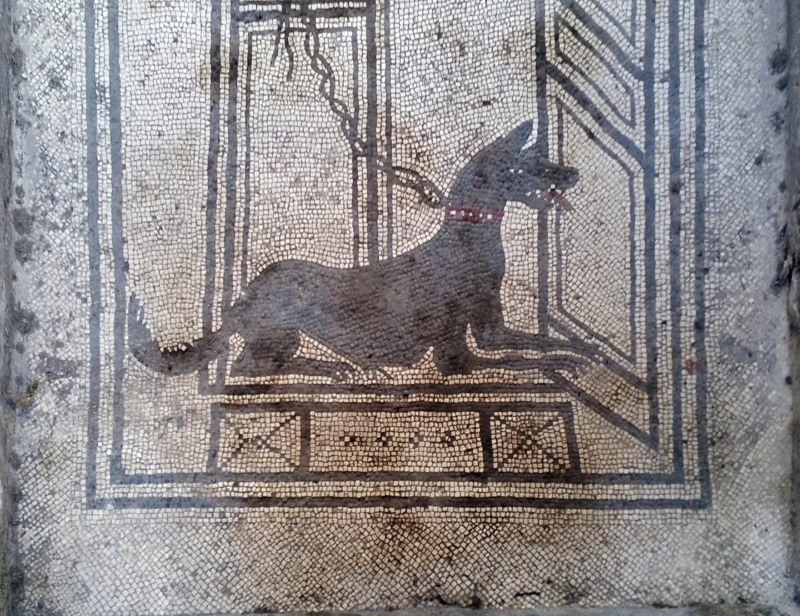 A mosaic of a dog in Pompeii.  (Image supplied by Nich Hogben)