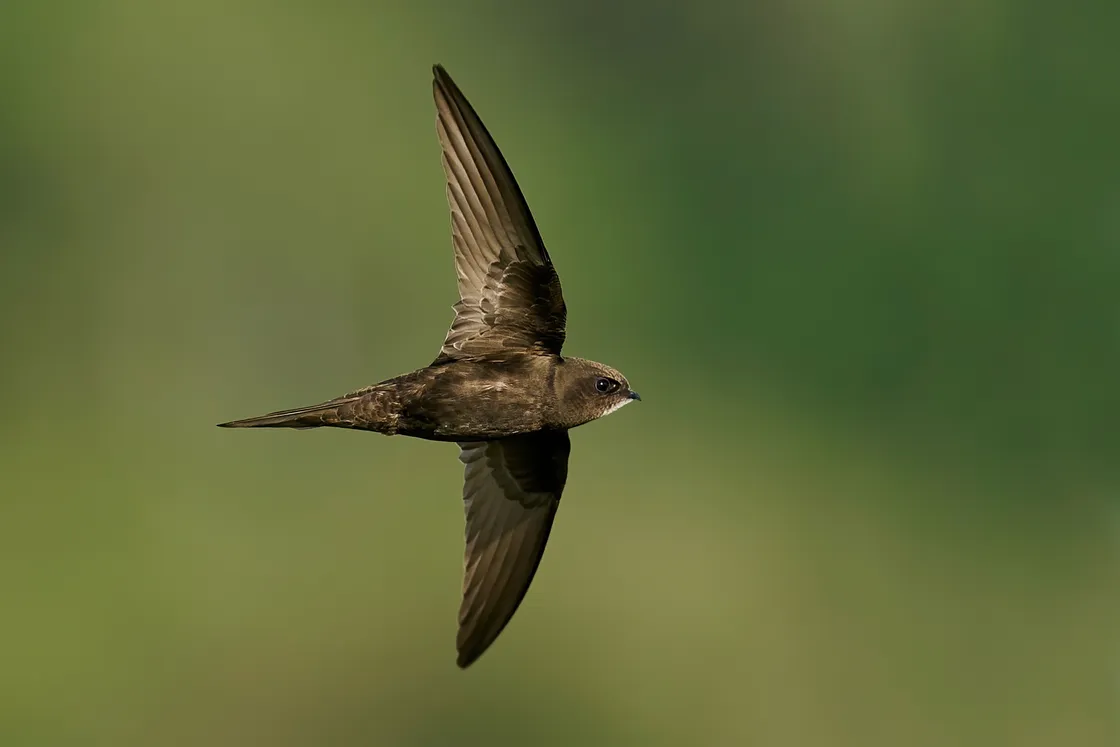 Common swift. (Pictures by Shutterstock)
