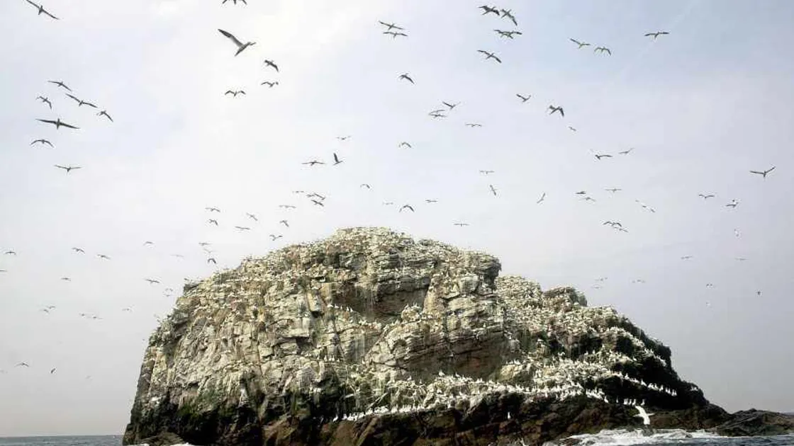 Alderney to track gannet migrations with long-term tags