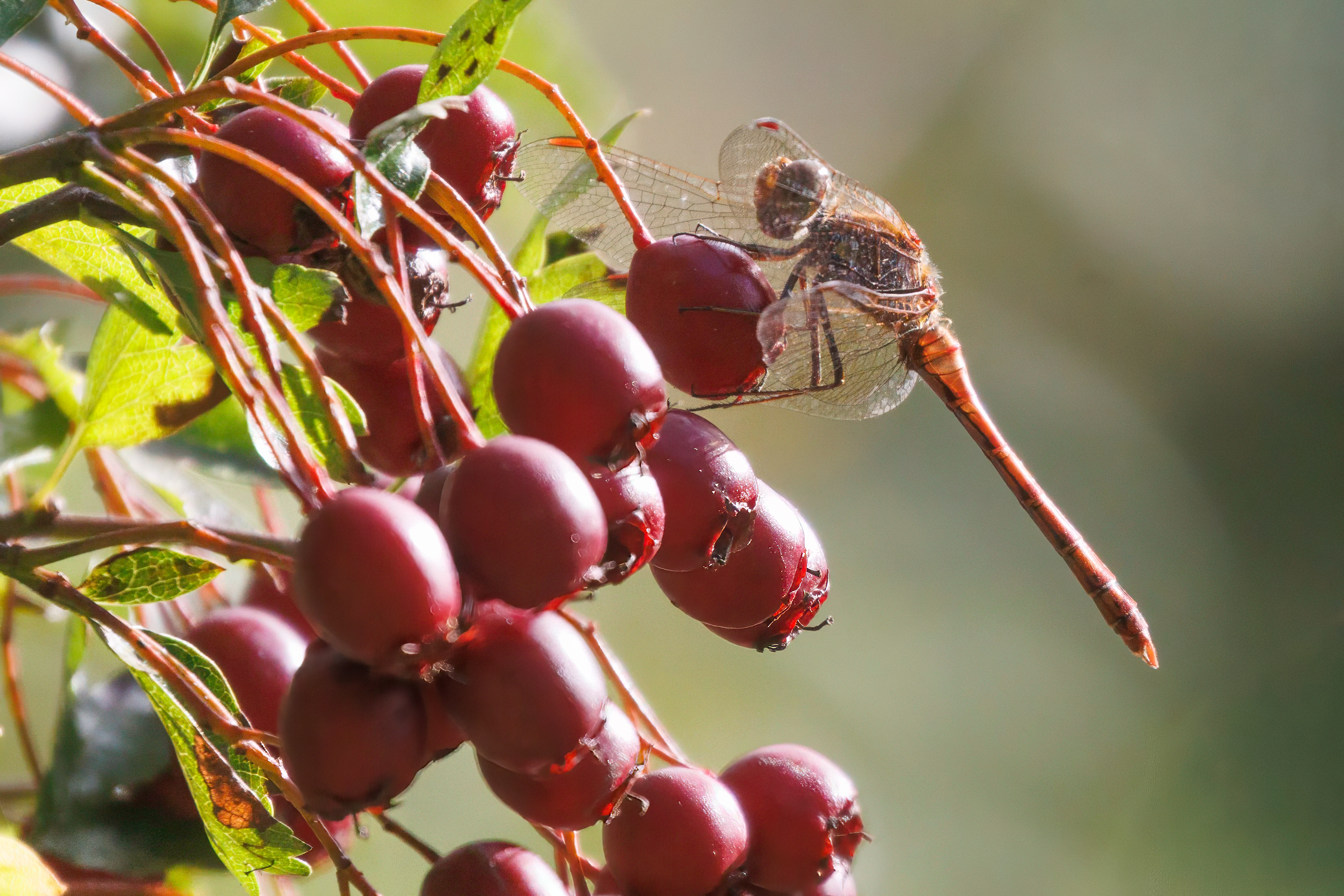 World Biodiversity Day 2026