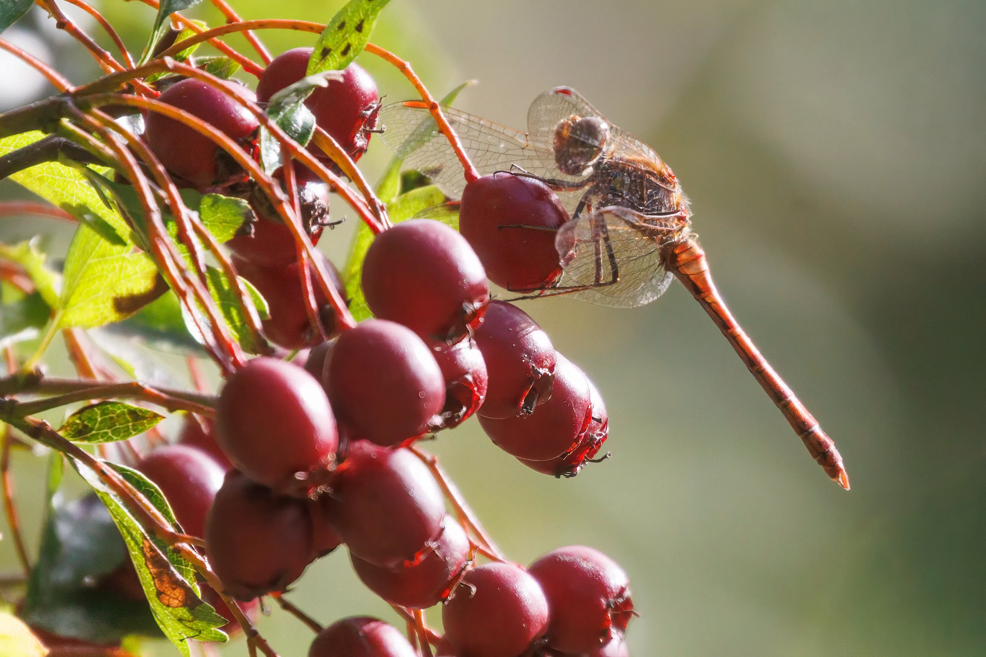 World Biodiversity Day 2026