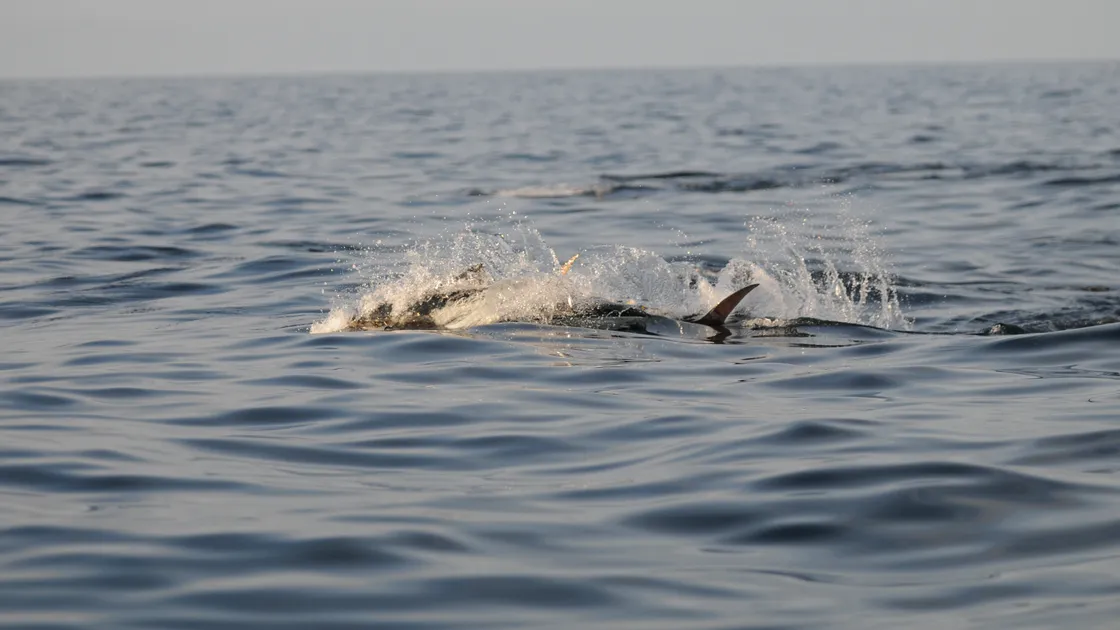 Tuna off Guernsey’s coast. Current rules prohibit the landing of bluefin tuna in the Bailiwick’s territorial waters. The island needs membership of the International Commission for the Conservation of Atlantic Tunas to move ahead.  