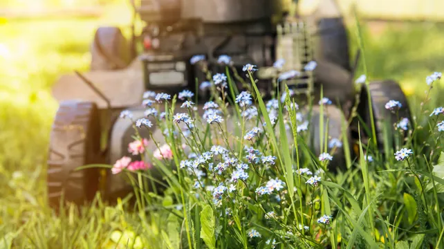 States defends its policy of cutting flowers when in bloom
