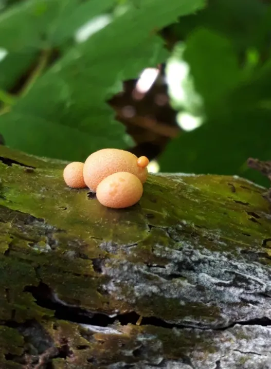 Lycogala epidendrum, also known as wolf's milk
