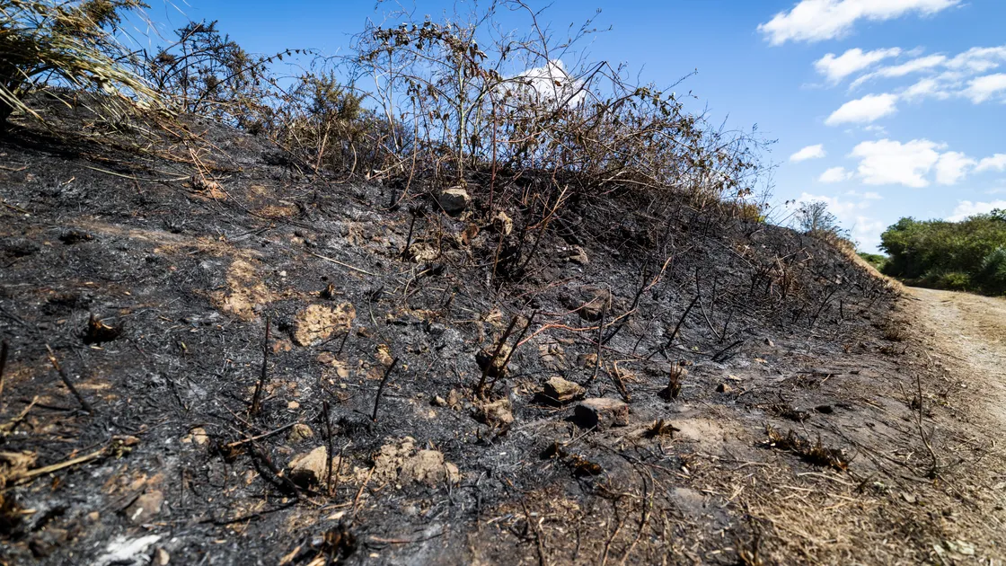 The scene at the Fontaine Vinery following yesterday’s fire. Firefighters rushed to the disused vinery area and found an area of scrub land behind the storage yard well alight.