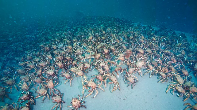 ‘Whole industry is falling apart beneath our feet’ - crab supplier