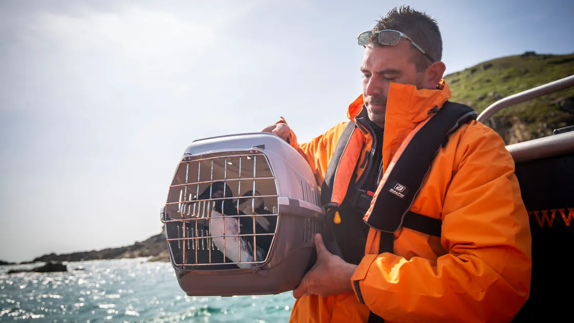 Picture by Sophie Rabey.  29-04-22.  Pedro the puffin was returned to the wild at Puffin Bay in the first ever puffin release for the GSPCA.  Island Rib Voyages took Pedro the puffin and two guillemots out to sea to release them, along with other media and GSPCA Staff.
GSPCA Manager, Steve Byrne holds the birds. (30772232)