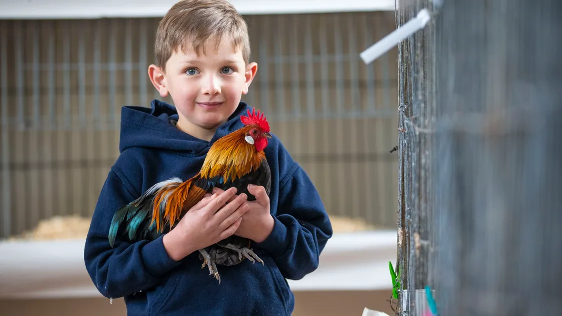 Seven-year-old Joe Corr with one of his golden Dutch bantam chickens at the Guernsey Poultry Club poultry and egg show at St John’s Church Hall. (Picture by Peter Frankland, 30169646)