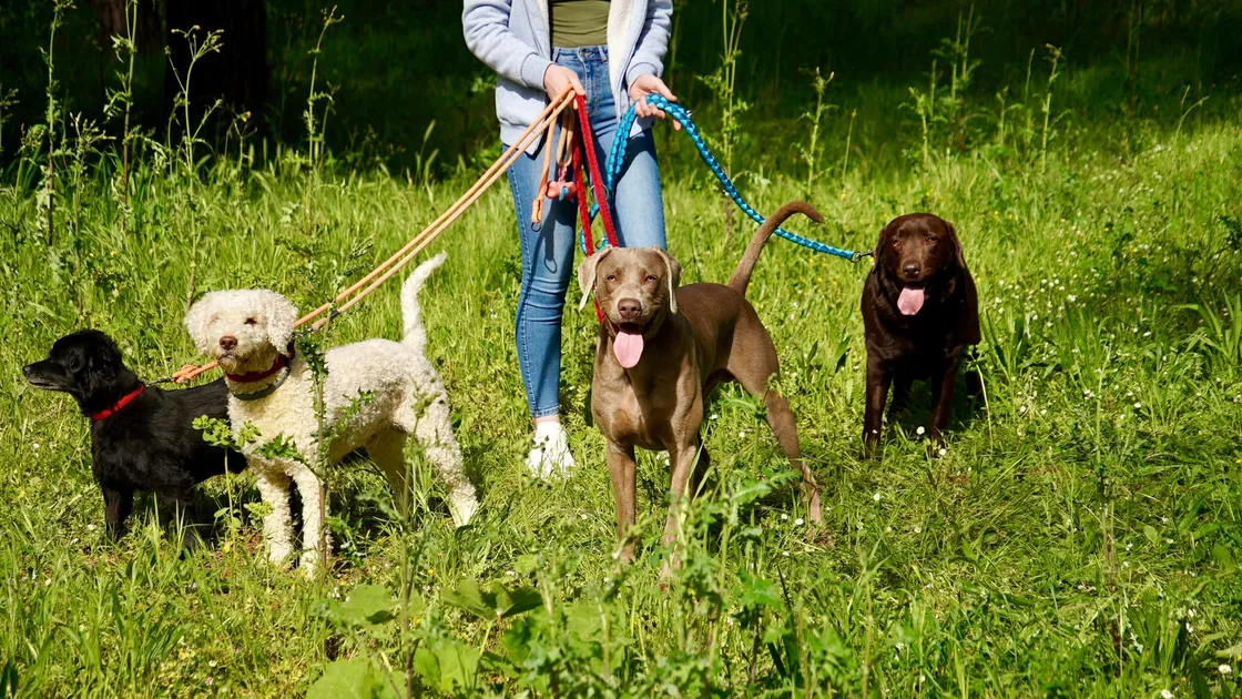 The most common response to the consulation said that the advantage to licensing was to protect animal welfare, followed by providing minimum standards to be met.