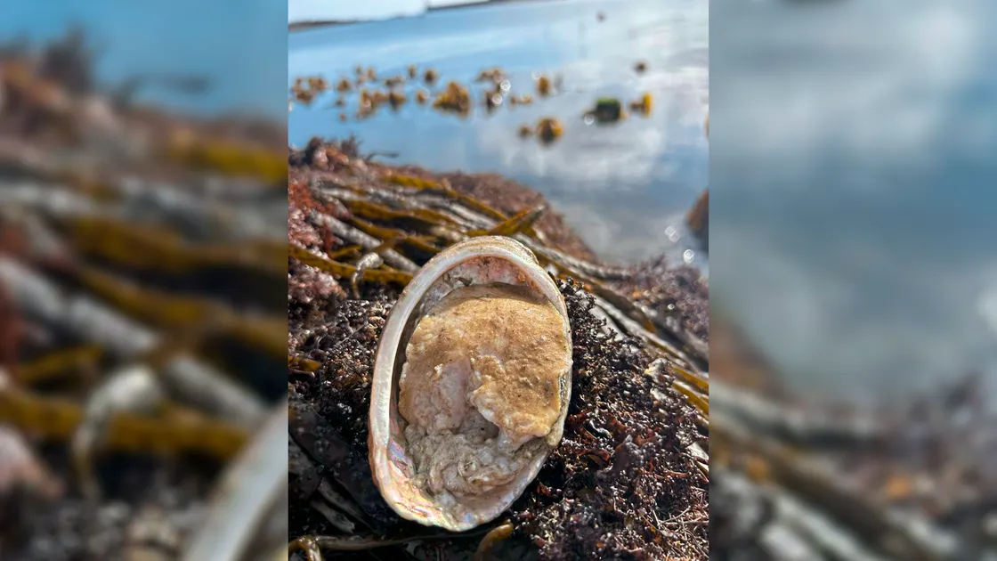 Bernie Le Gallais said he saw many empty ormer shells during the last low spring tide, including one half eaten with obvious beak marks from an Octopus attack