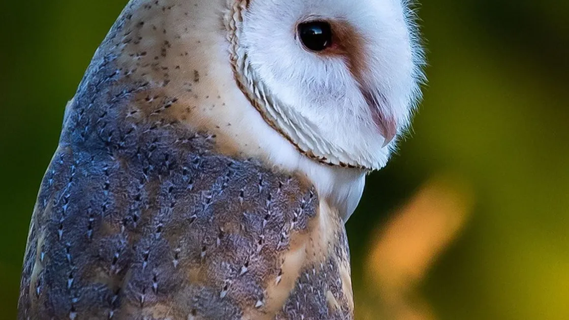 (Picture by Dave Carre)