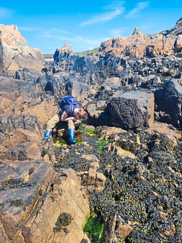 Guernsey Seasearch rock-pooling for the BioBlitz