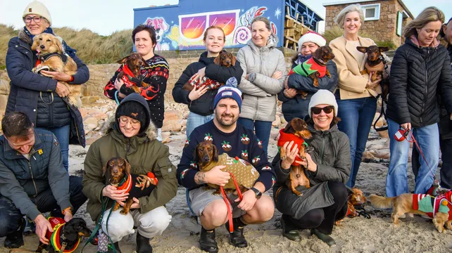 Dachshund Christmas jumper walk attracts record numbers