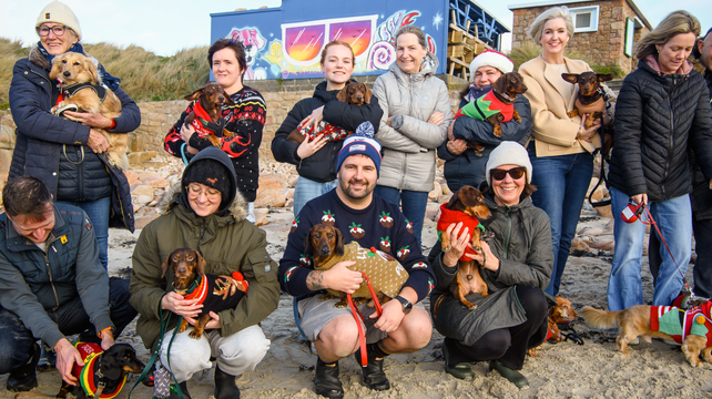Dachshund Christmas jumper walk attracts record numbers