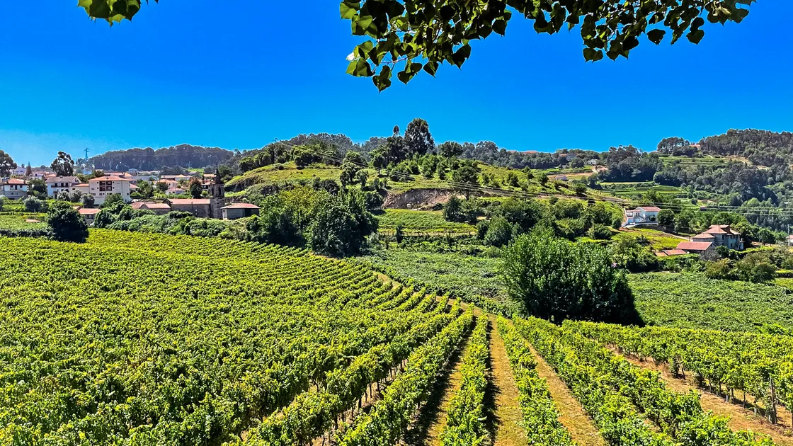 ‘Portugal is the country which I believe is now producing the most interesting and best value wines in the world.’