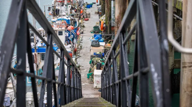 Van Katwyk wants fishermen to take advantage of octopus glut