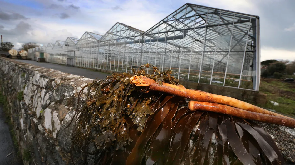 A planning applications has been made by Stan Brouard Ltd for a change of use at La Moye Vinery from horticulture to storage and distribution of seaweed fertiliser. (Picture by Steve Sarre, 20325018)