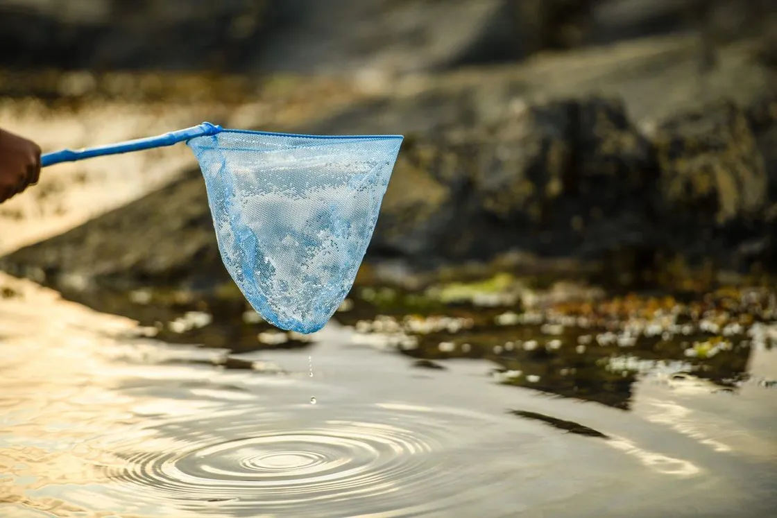 Been rock-pooling? Remember to check, clean and dry your equipment before moving to a new site.